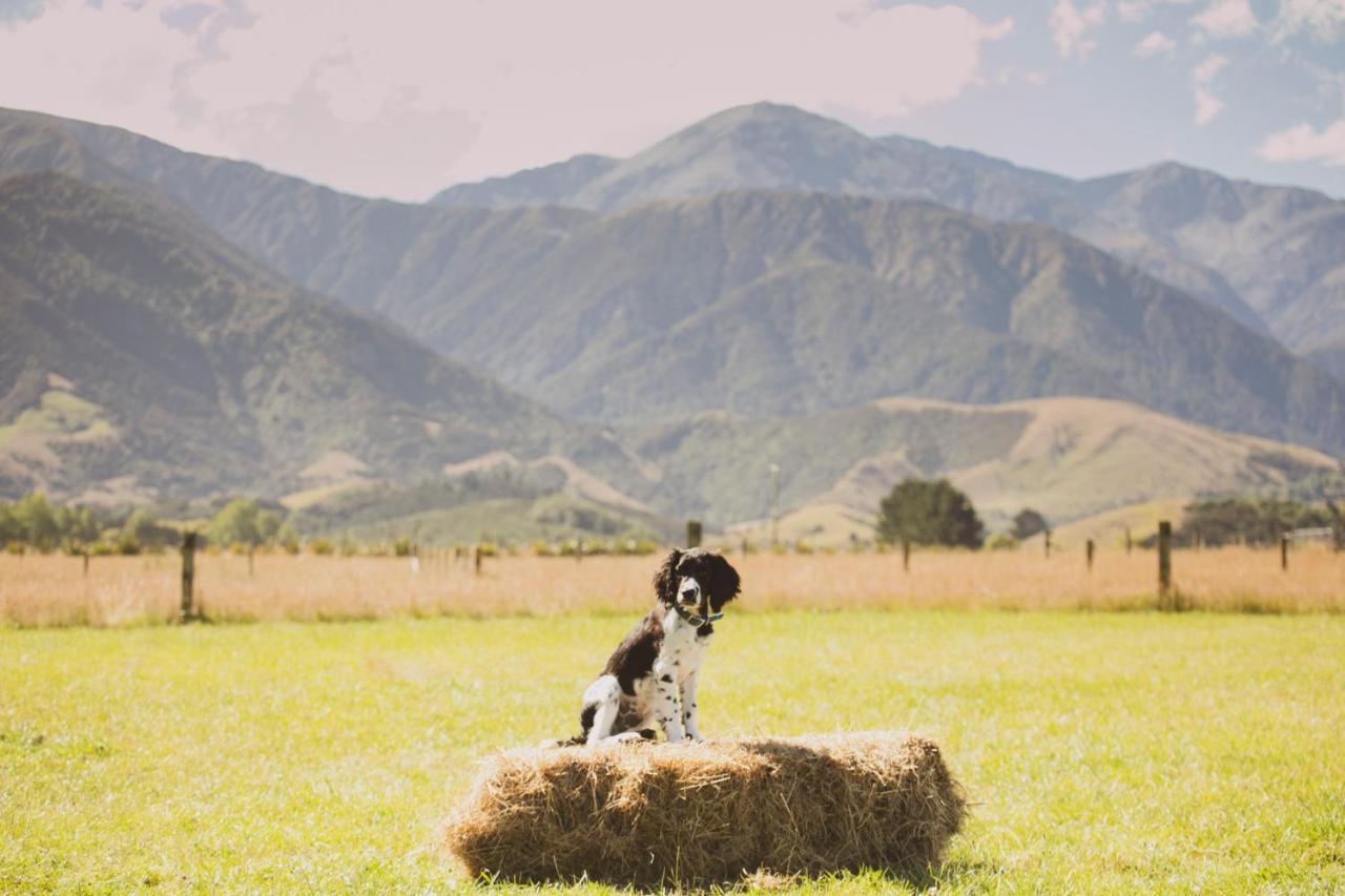 Awatea Country Bed & Breakfast Kaikoura Exteriér fotografie