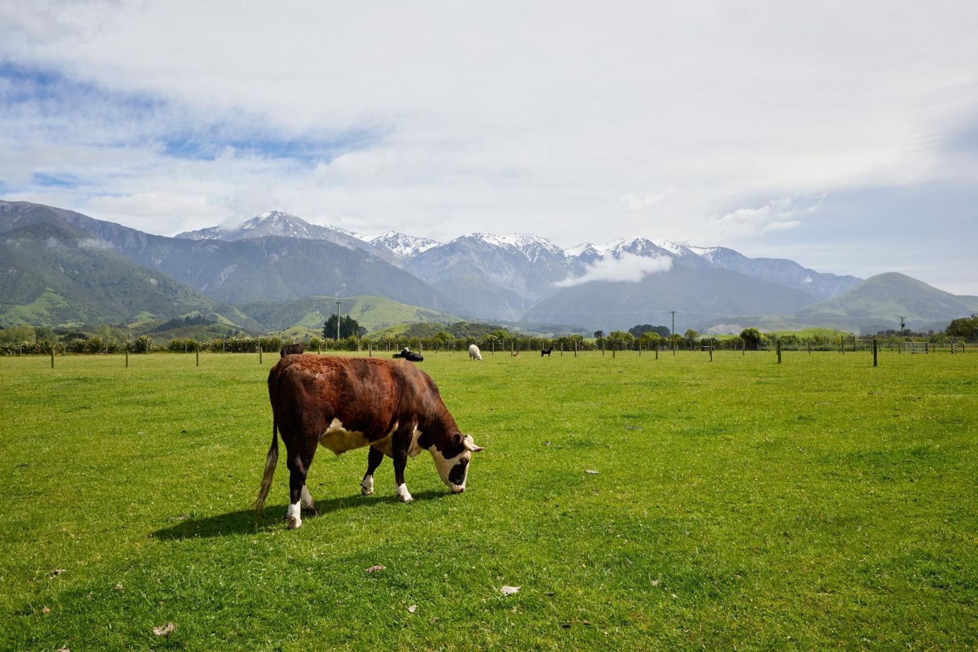 Awatea Country Bed & Breakfast Kaikoura Exteriér fotografie